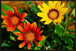 Gazania Splendens